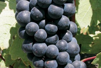 Grappe de raisin de Gamay