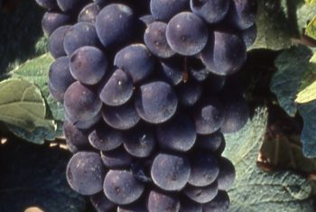 Grappe de raisin pinot meunier