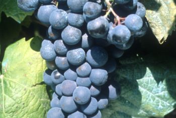 Petit_Verdot_N__grappe_