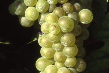 Pinot_blanc_B__grappe_