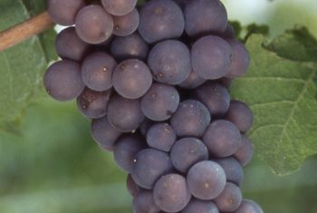 Grappe de pinot gris