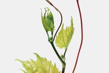 Porte-greffe gravesac