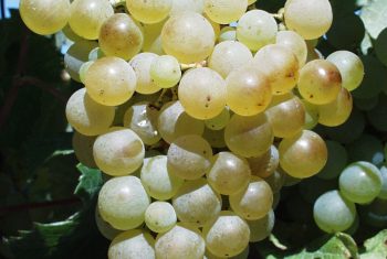 grape de raisin Semillon