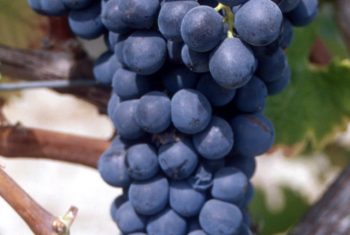 Syrah_N__grappe_